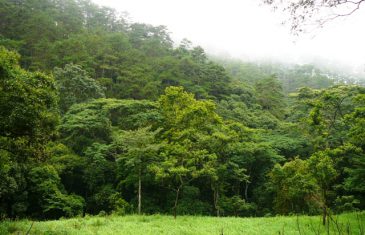 Mẫu Dự án đầu tư trồng gừng kết hợp trồng cây công nghiệp lâu năm tại Ninh Thuận 25 du an trong rung